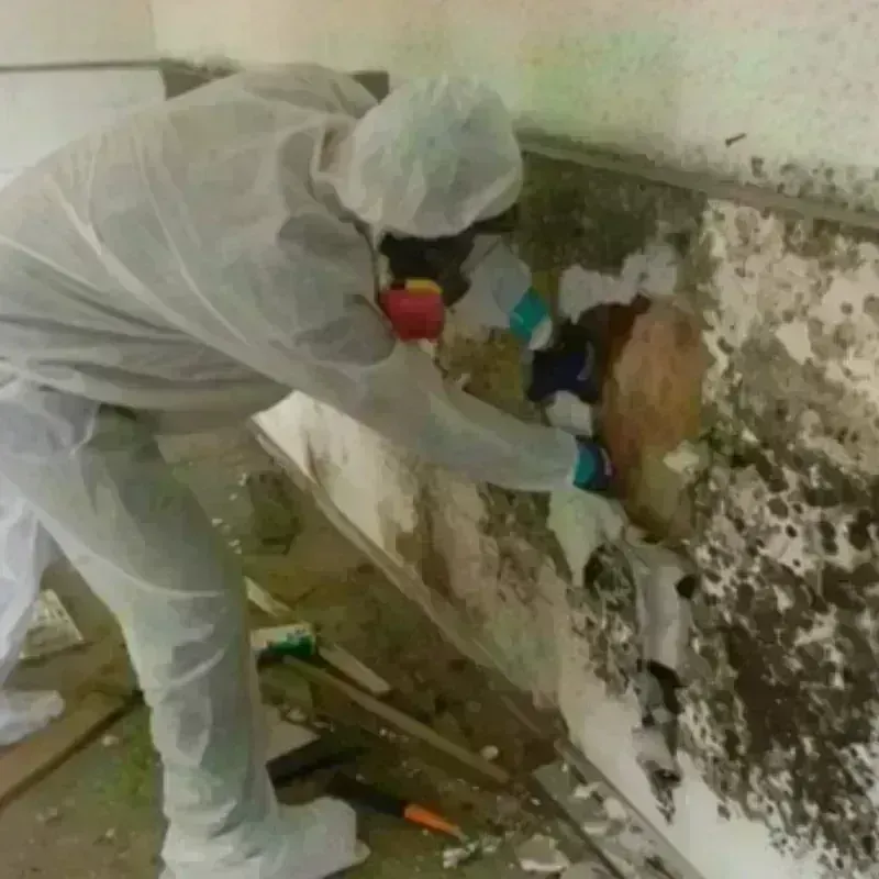 Mold Remediation and Removal in Putnam County, FL